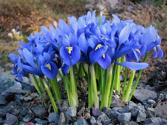 Iris reticulata "Harmony" - Aquabiom