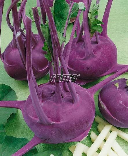 HOBBY, Zelenina - Kedluben Modrava F1, 0365
