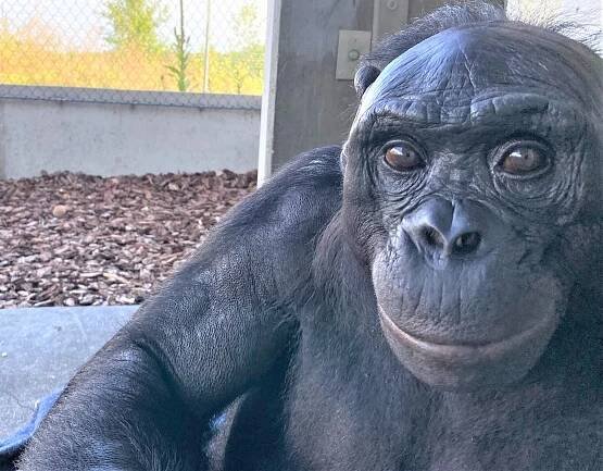 Kanzi, the world's most famous bonobo, turns 40 • Iowa Capital Dispatch
