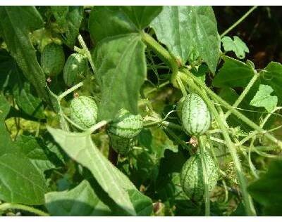 Mexická mini-okurka, Cucamelon, 20 semen