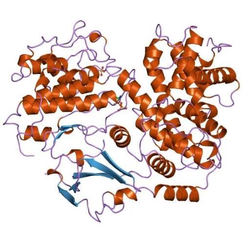 Cyclin-dependent kinase inhibitor protein
