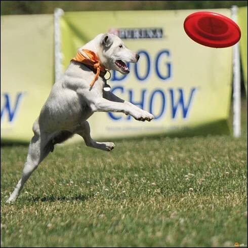 Ulli - Fotoalba - Brněnské psí dny 2011 a další dogfrisbee 