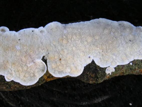 Byssomerulius corium - dřevokaz kožový