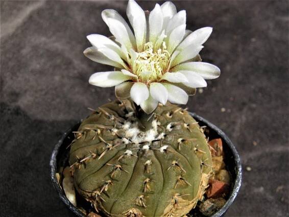 Gymnocalycium platygonum