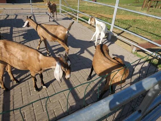 Pohlaďte a nakrmte zvířata z celého světa. Farma Soběhrdy u... | Regiony