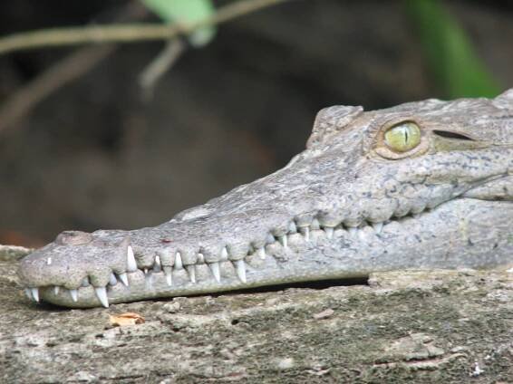 Costa Rica - Whitehead Lab | Virginia Tech