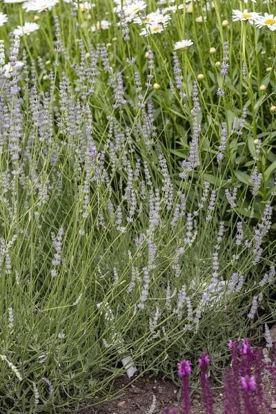 LEVANDULE PROSTŘEDNÍ - LAVANDULA INTERMEDIA GRAPPENHAL