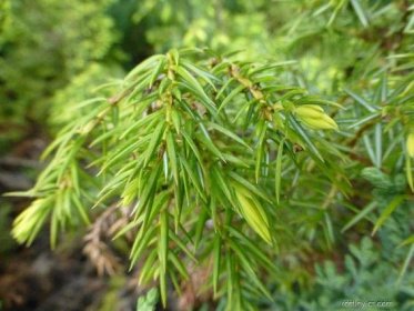 Jalovec obecný - Juniperus communis Depressa Aurea, větve, větévky
