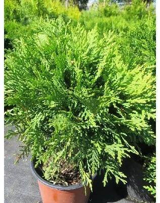 Zerav západní / Thuja occidentalis ´Tiny Tim´ Thuja occidentalis ´Tiny Tim´