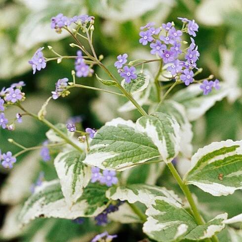 brunnera flowers