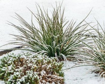 Winter Garden Design: How To Grow A Winter Garden
