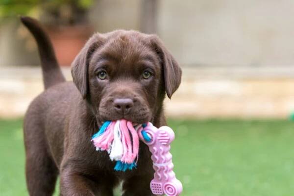 štěně čokoládově hnědý labrador - hnědý labrador - stock snímky, obrázky a fotky