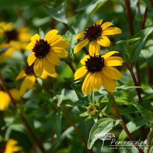 Rudbeckia triloba
