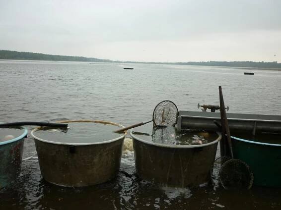 Výlov - Rožmberk 2012 | Fishmag.cz - Magazín pro Rybáře