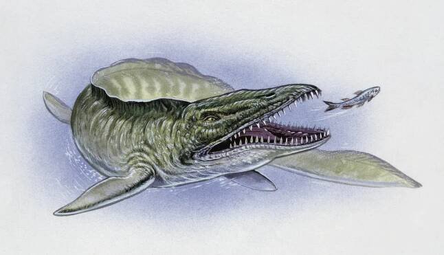 Illustration of mosasaur chasing prey underwater