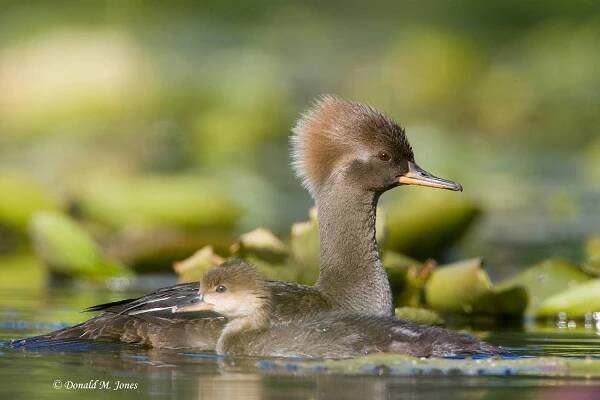Hooded-Merganser0109D