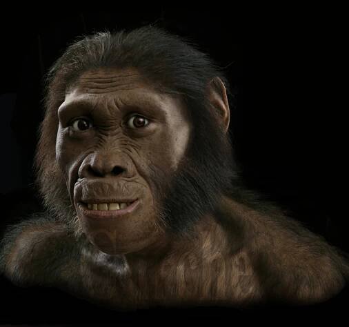  Australopithecus sediba MH 1 head reconstion