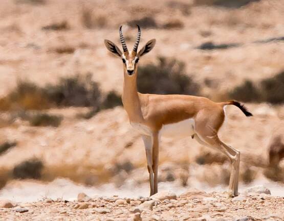 Gazela dorkas (Izrael)