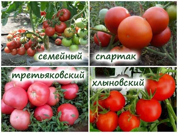 Která rajčata netrpí kladosporiózou?