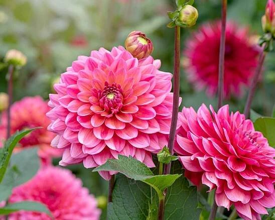 pink dahlias