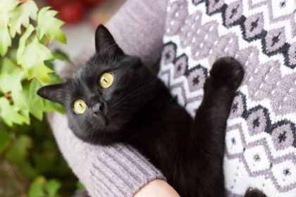 10 plemen koček, které s vámi budou žít nejdéle | adbz.cz