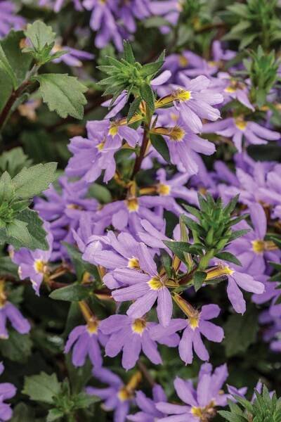 Whirlwind® Blue - Fan Flower - Scaevola aemula Images | Proven Winners