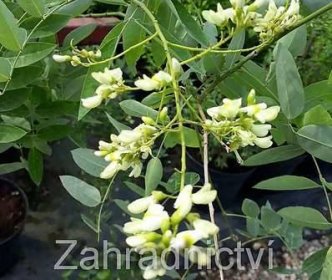 jerlín - Sophora japonica &apos;Pendula&apos;..