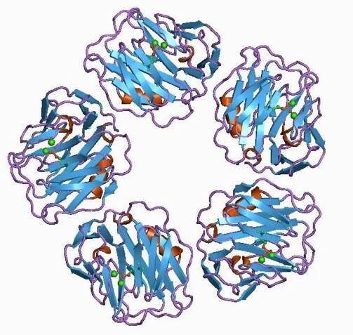 C-reaktivní protein – Wikipedie