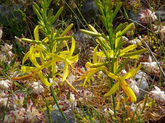 Asphodeline liburnica