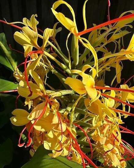 Hedychium Gardnerianum instagram @plazasuite1
