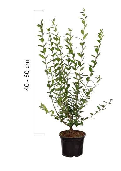Ligustrum vulgare 'ATROVIRENS' 40-60 cm, ko1l