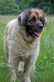 Dog Leonberger: traits, pictures and videos