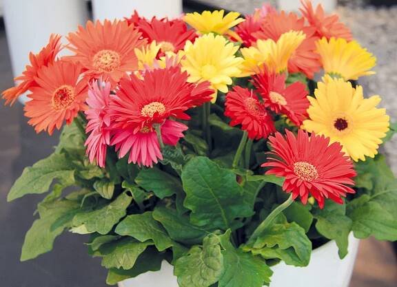 Kvetoucí pokojové gerbery (Gerbera jamesonii) patří k nejúčinnějším čističům vzduchu v domácnostech a jsou vhodné i na terapii barvami.