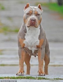 The new XL bully ban could lead to more dogs being abandoned across the UK if veterinarians are unable to help owners meet the terms of the policy, a charity has warned (stock photo)