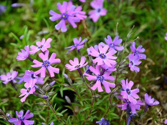 Phlox subulata