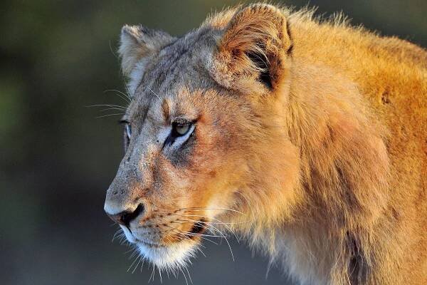 Timbavati Game Reserve - lion close-up