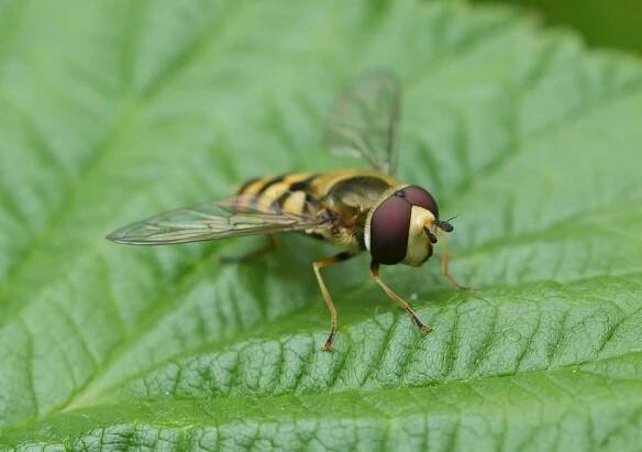 Obrázek - Eupeodes corollae | BioLib.cz