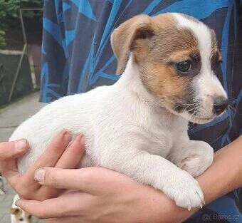 Jack Russell teriér - štěně