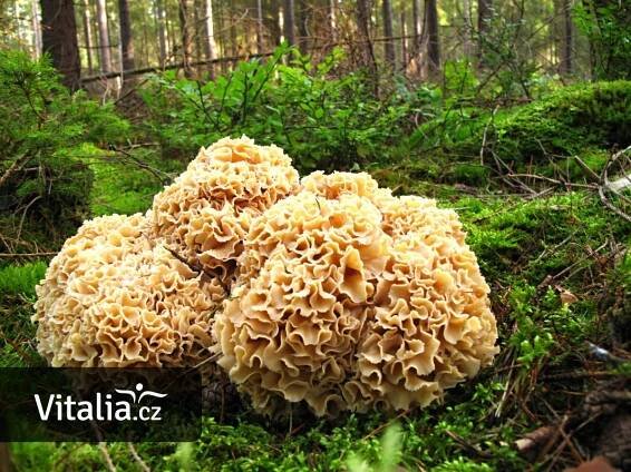 Kotrč kadeřavý je vzácná houba, ale teď se dá najít. Chutná výtečně - Vitalia.cz