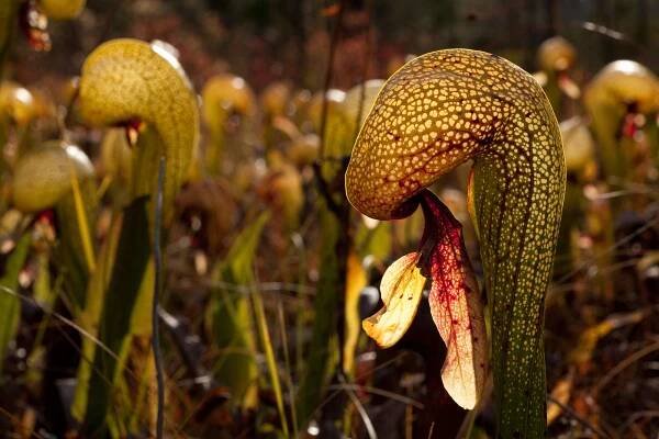 Darlingtonia californica thumbnail