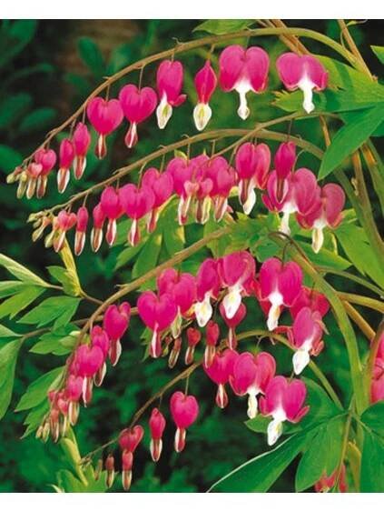 Dicentra spectabilis - srdcovka nádherná, srdíčko