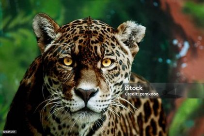 Napůl černý panter jaguár - Bez autorských poplatků Jaguár americký Stock fotka