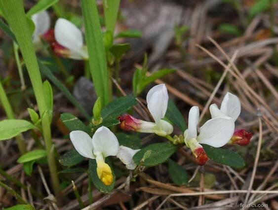 Zimostrázek alpský - Polygala chamaebuxus