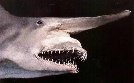 �Žralok šotek otvírák