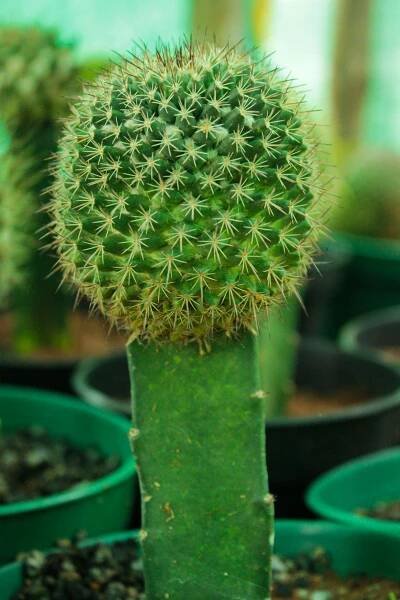 bezplatná Základová fotografie zdarma na téma botanická fotografie, botanická zahrada, botanický Základová fotografie