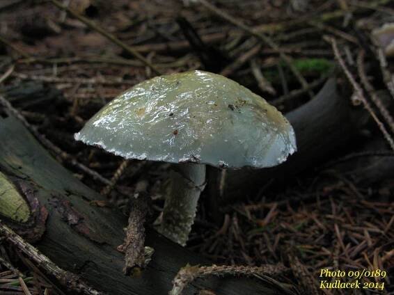 Límcovka modrá - Stropharia cyanea - Kudluv fotoatlas hub