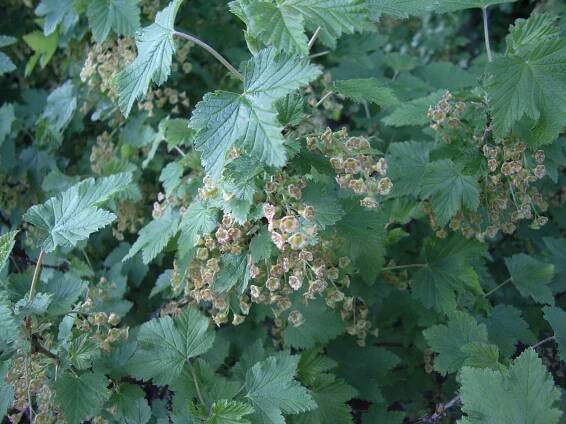 Soubor:Red currant blooming.jpg – Wikipedie