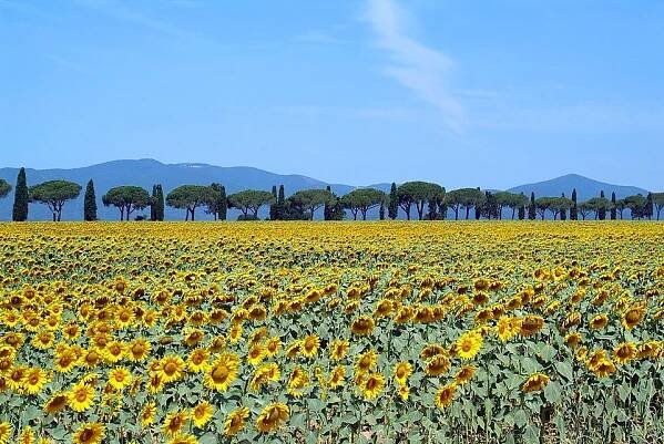 File:Sunflowers in bloom - Maremma Toscana - Italy - 25 June 2005.jpg - Wikimedia Commons