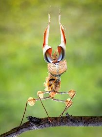 Praying Mantis Archives - animal-knowledge