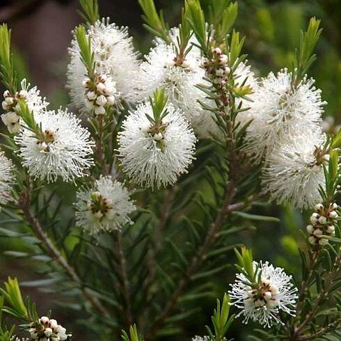 100% Přírodní esenciální olej Tea Tree, 5 ml, Melaleuca alternifolia
